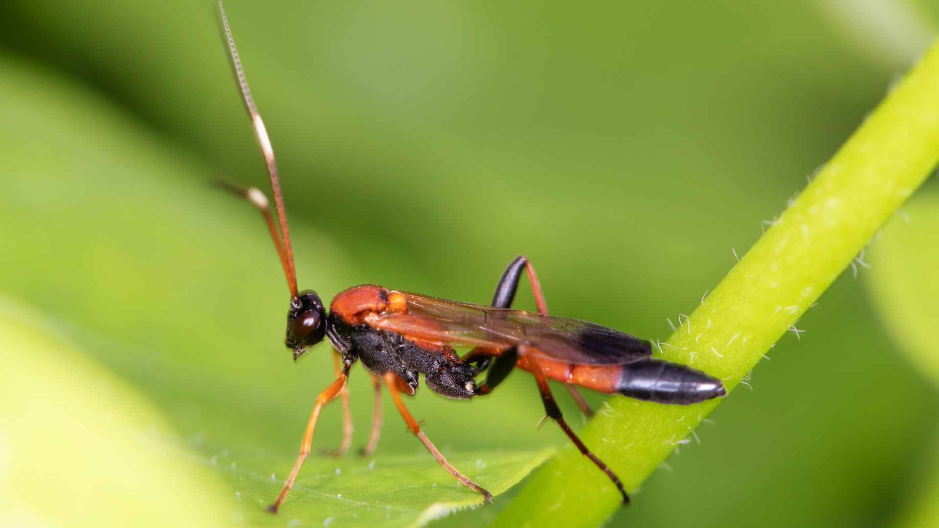 How to Get Rid of Sand Wasps: Ultimate Pest Control Guide