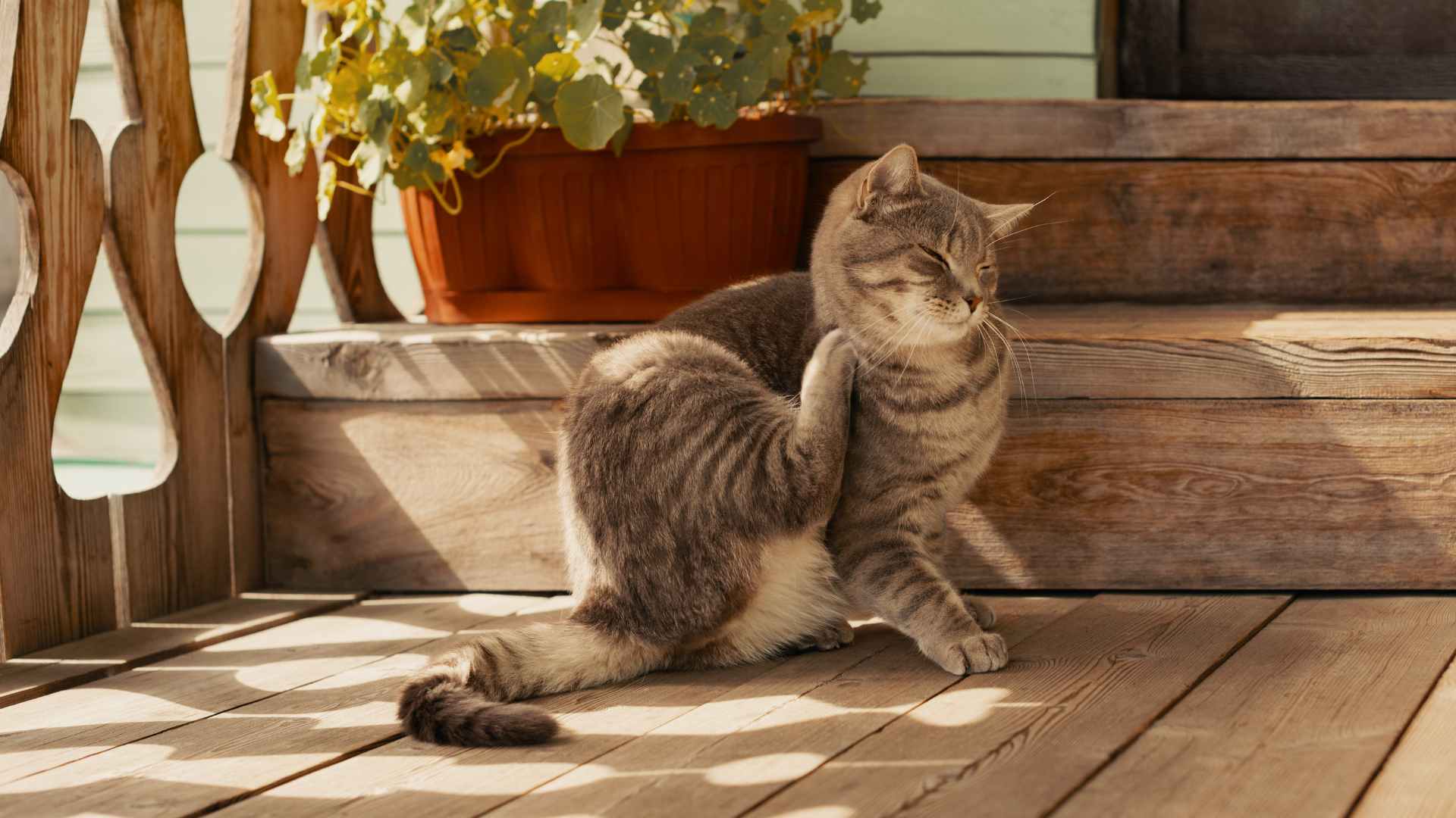 Quick Flea Treatment for House: Pro Tips