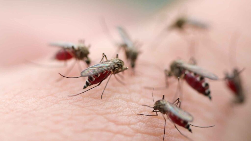 mosquitoes biting a person as a sign of mosquito infestation in your garage