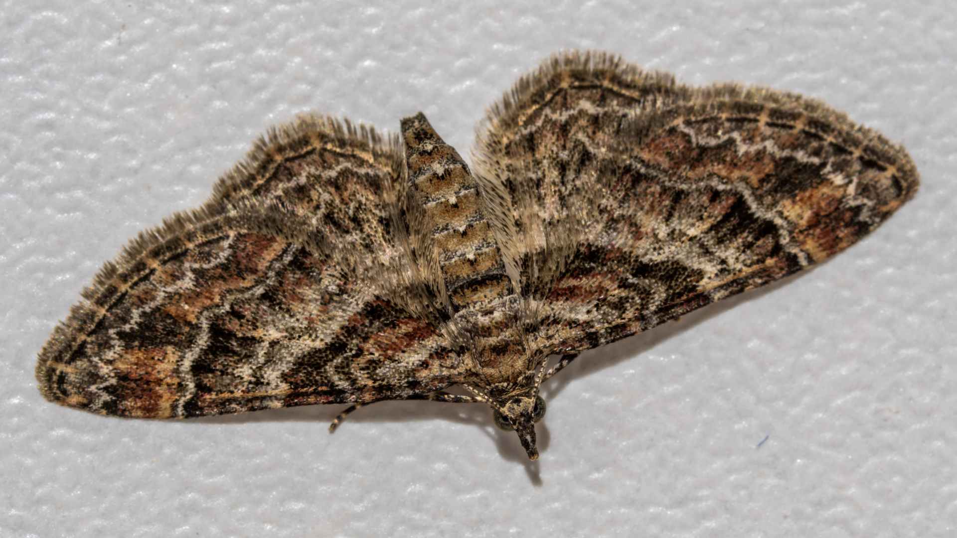 Treating Moths in House: 5 Effective Methods to Try