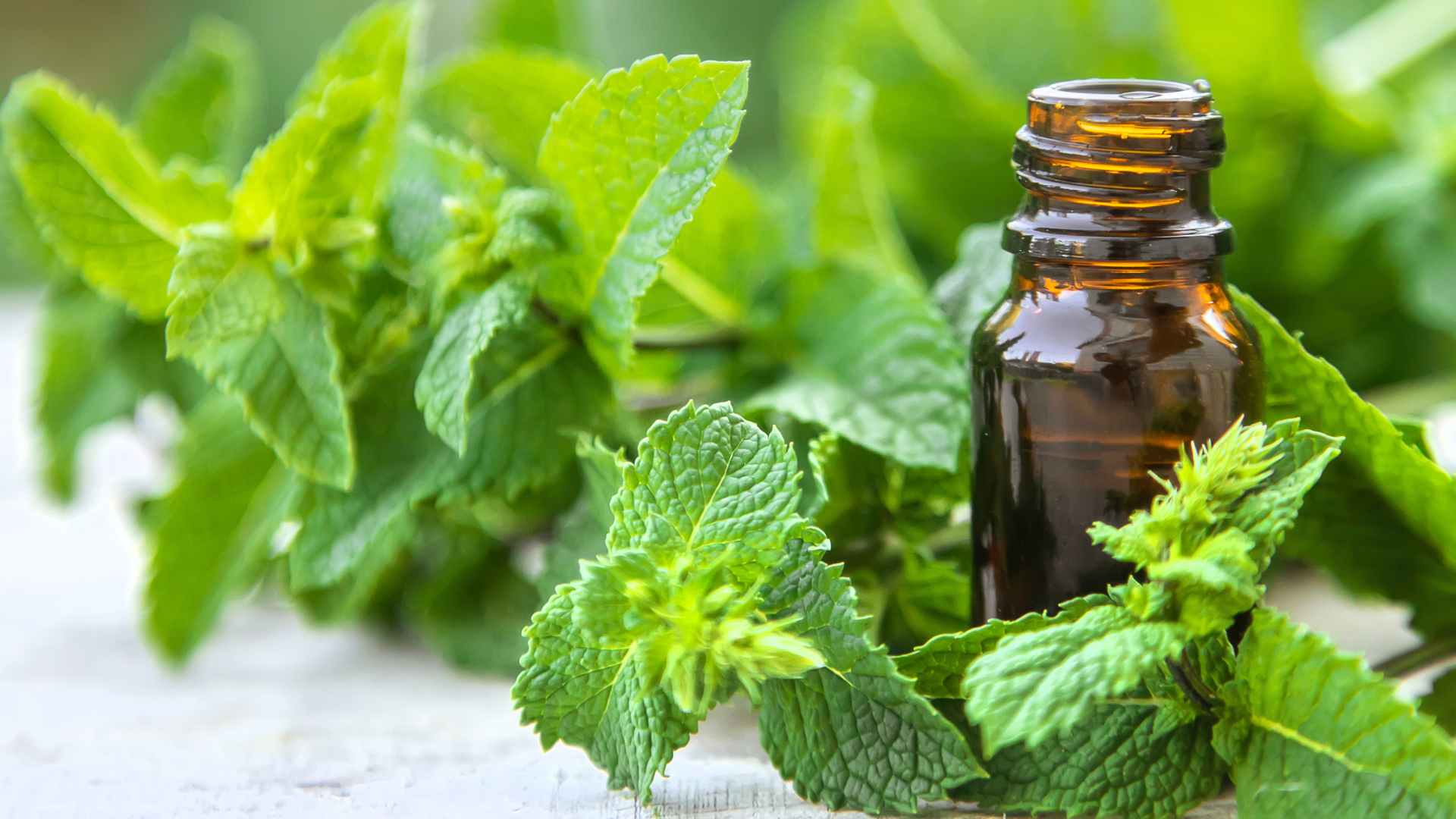 Will Peppermint Oil Get Rid of Ants? Yes, and Here’s How!