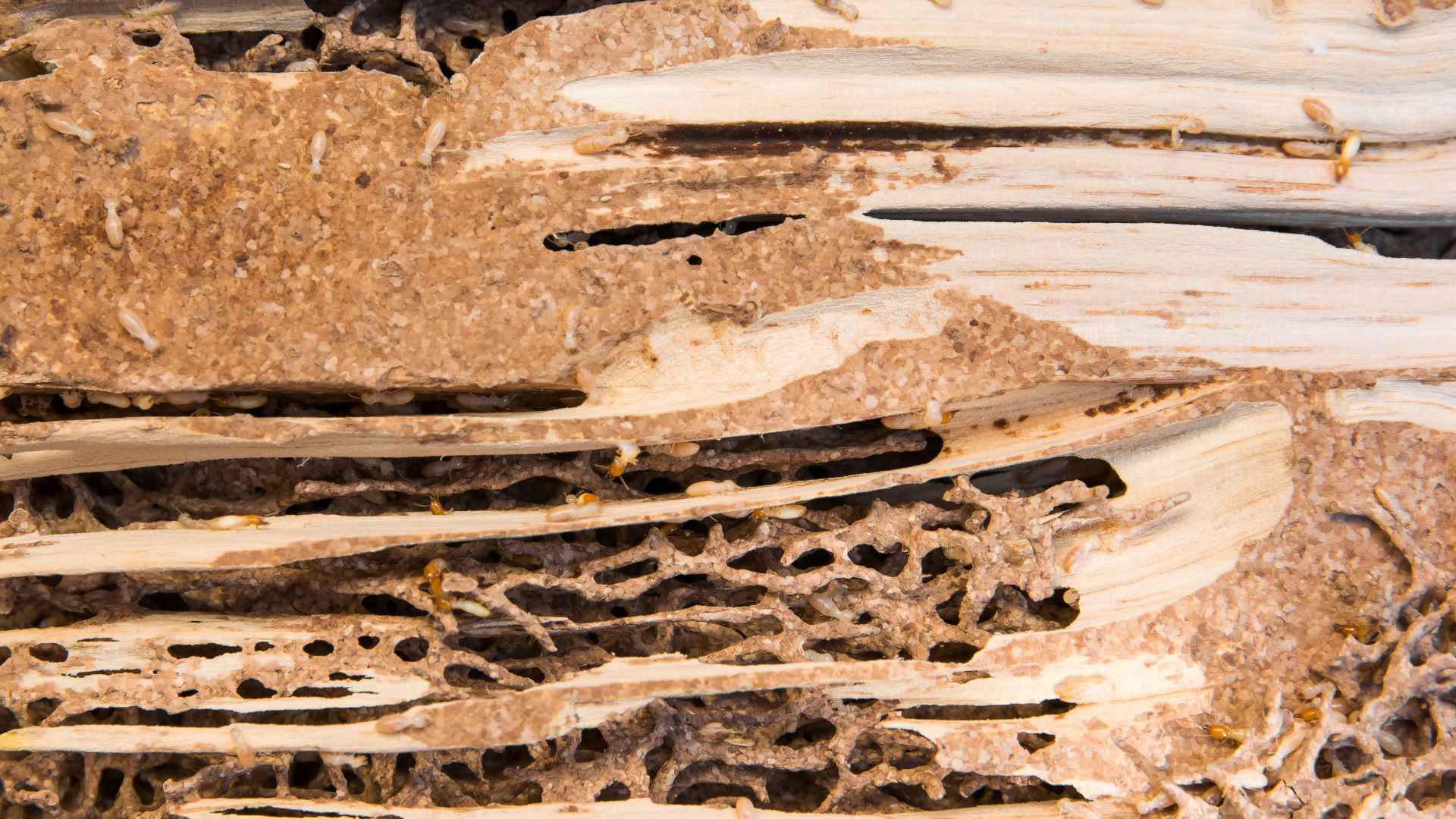 Termite Nest on Wall: What to Look For