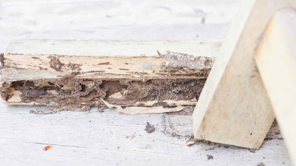 a wood with a damaged piece of wood termite nest on wall