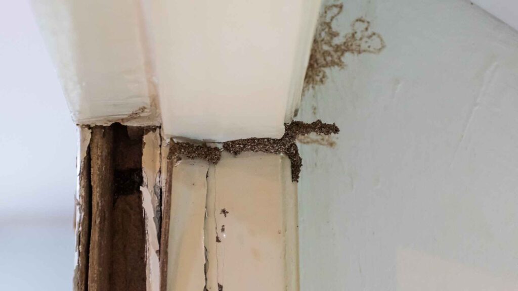 a close up of a wall, Termite Nest on Wall