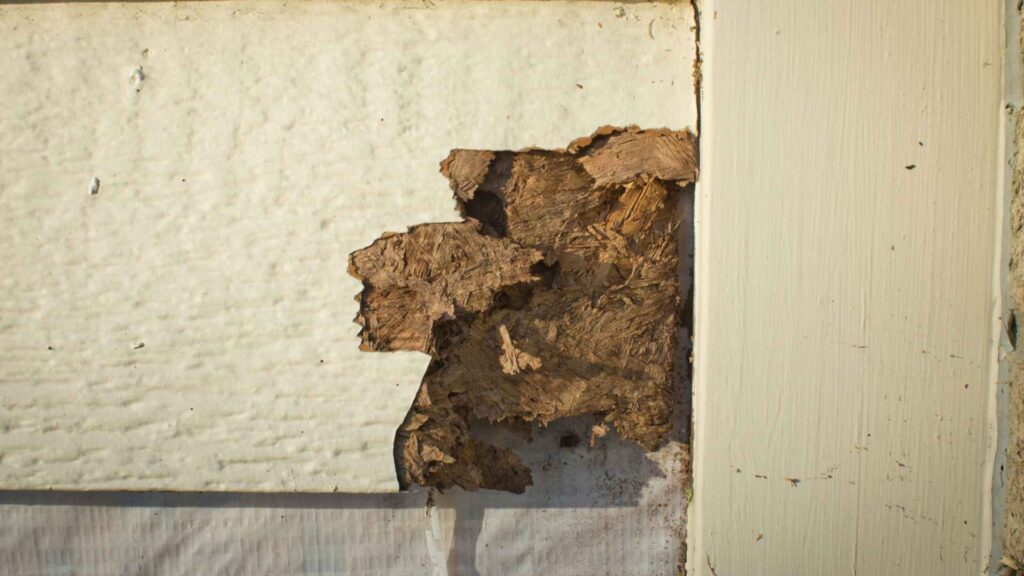 Repairing Walls After Termite Infestation, Termite Nest on Wall