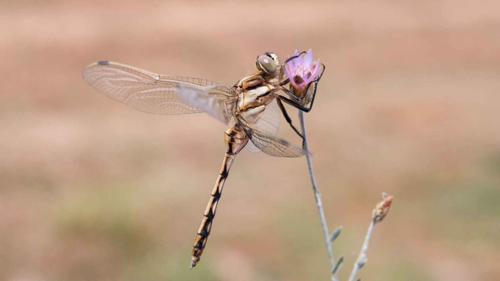 a dragonfly on a flower benefits of Dragonflies Eat Mosquitoes