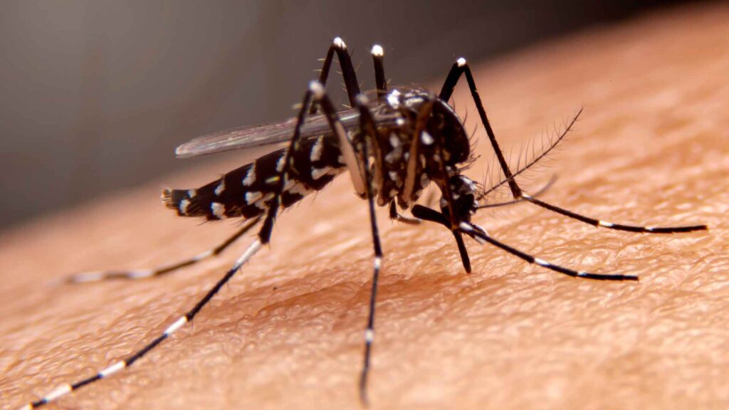 a close up of a mosquito for the biological control of them like Dragonflies Eat Mosquitoes