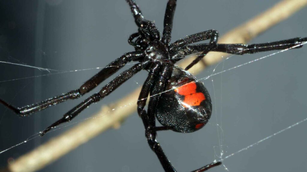 Black widow spider one of the biting spiders in california