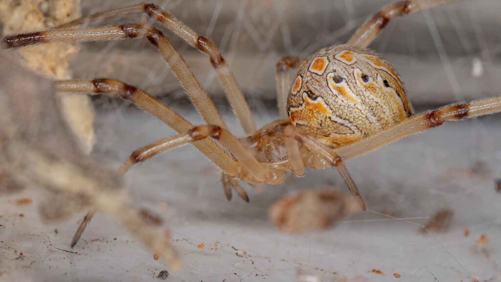 Brown widow spider one of the biting spiders in california