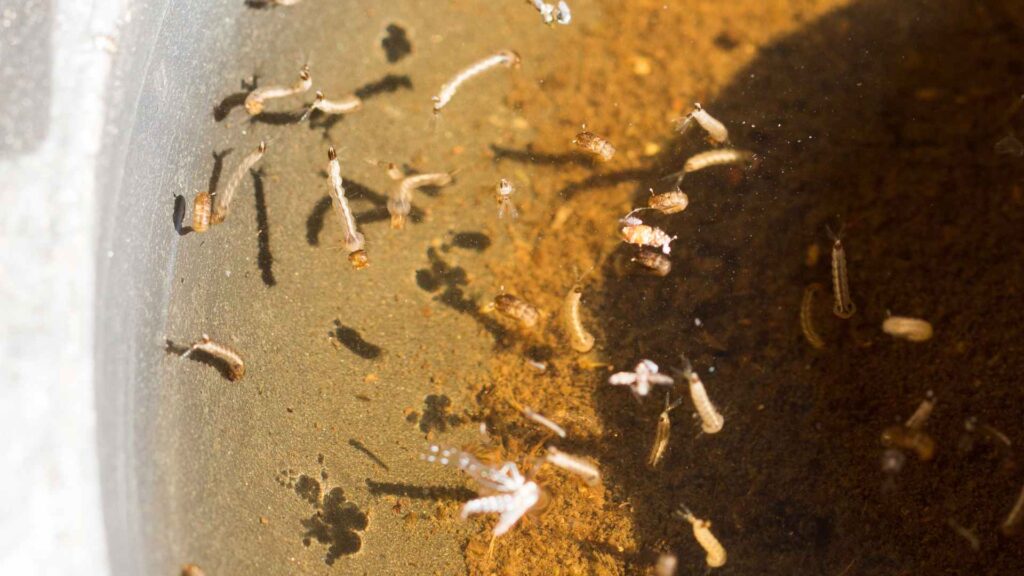 a group of bugs swimming in water for Biological Control of Mosquitoes