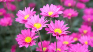 chrysanthemums one of the Plants That Repel Termites