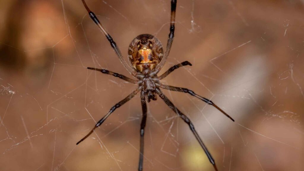 Common Poisonous Spiders in Southern California