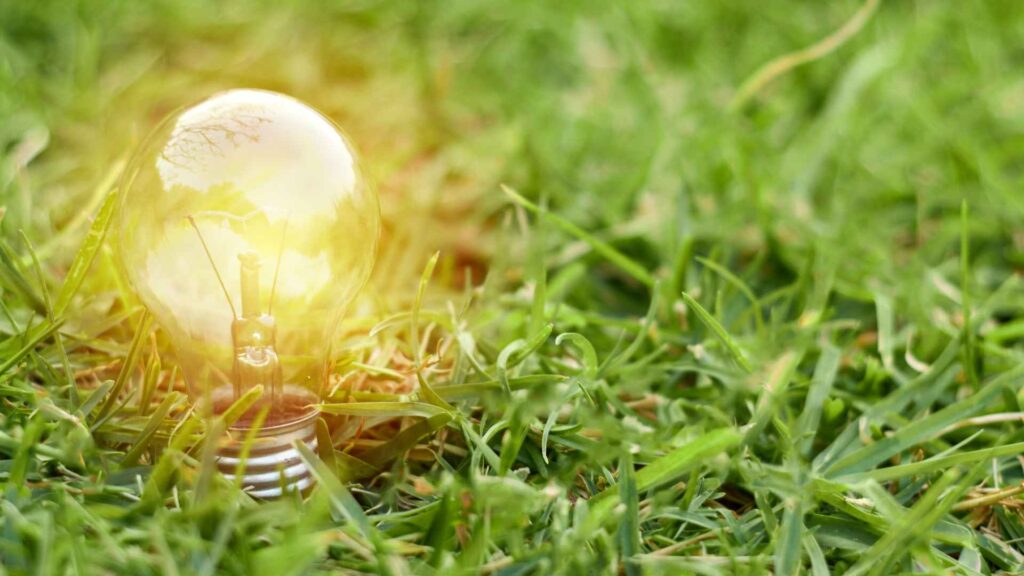 lightbulb in the grass to illustrate the green solutions of Plants That Repel Termites