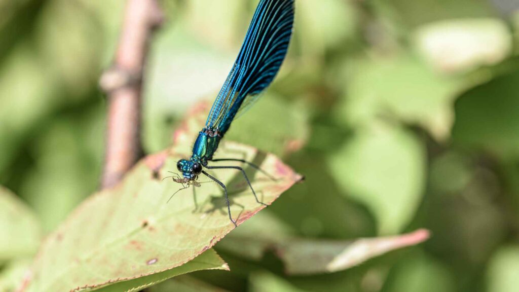 a blue dragonfly on a leaf do Dragonflies Eat Mosquitoes