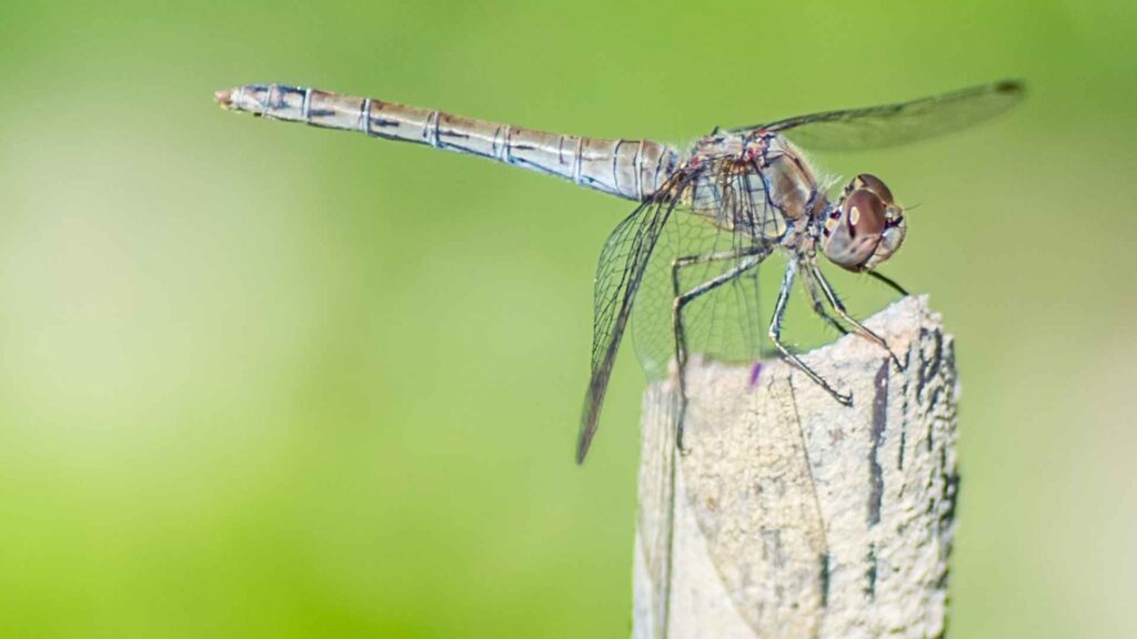 a dragonfly on a piece of wood  does Dragonflies Eat Mosquitoes