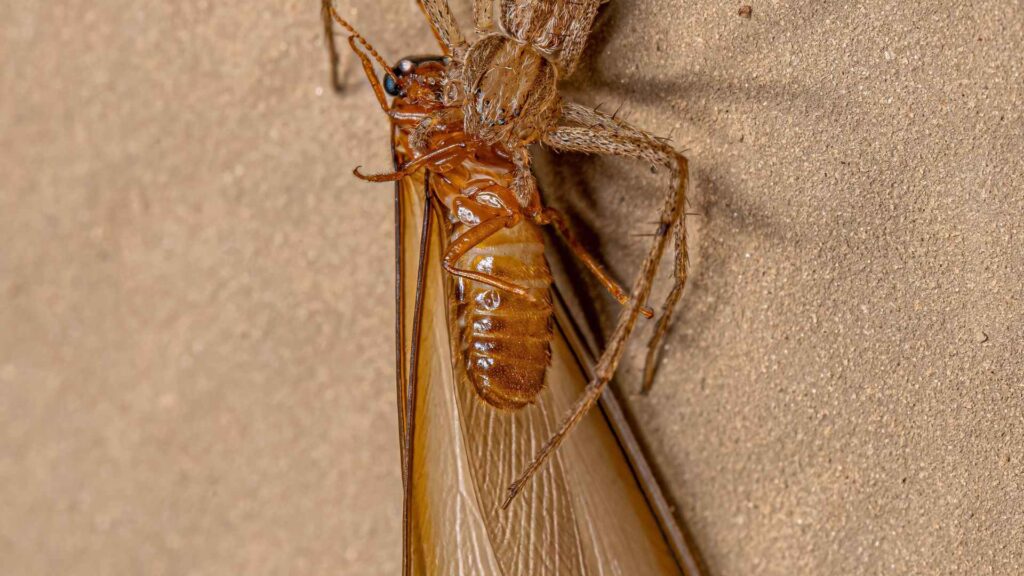 factors influencing of spider termites interactions Do Spiders Eat Termites