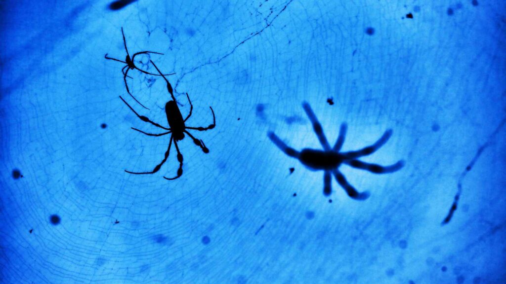 spiders on a web with a blue background to illustrate the finalthoughts from a pest control professional about acid boric to control spiders