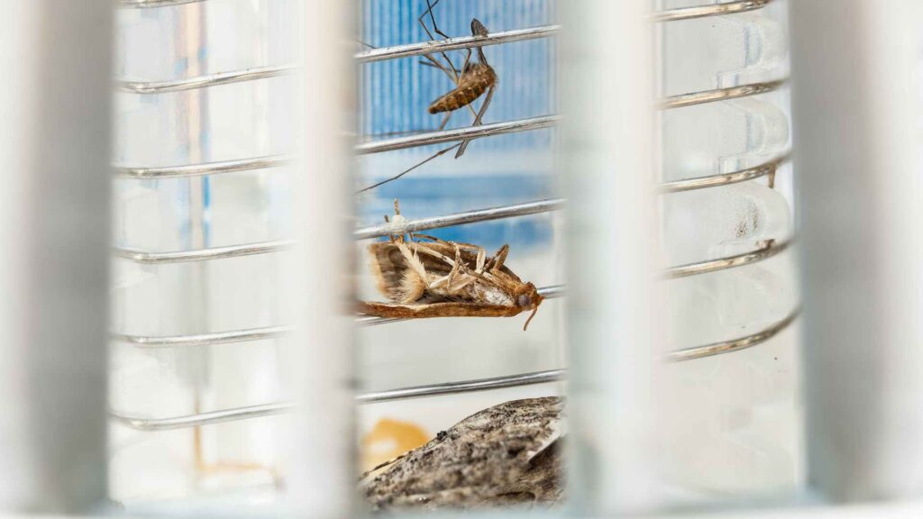 dead bugs on a cage as the final recommendations for best mosquito killer for bedroom