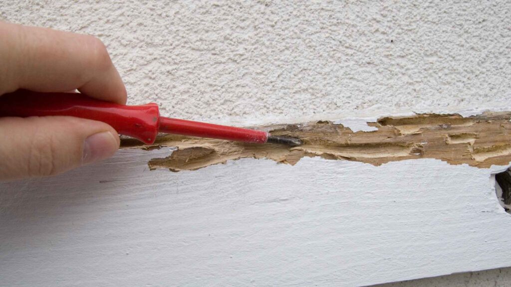 person running an inspection on a wall for termite holes