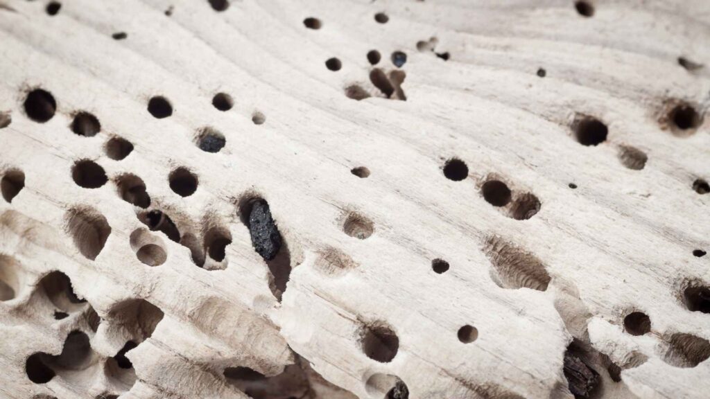 how to identify termite holes