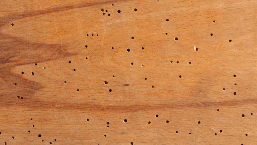 wall with holes made by termites to illustrate the impact of the damage on structures