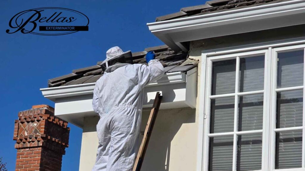 man inspecting a wall for wasps from bellas exterminator how to tell if wasps are in your walls