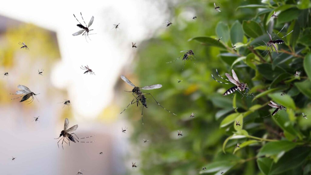 a group of mosquitoes flying over a plant to illustrate Biological Control of Mosquitoes