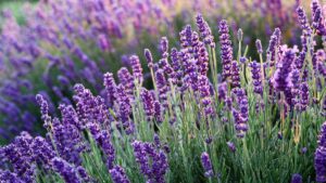 lavender the plants of choice that repel termites