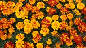 marigolds, the Plants That Repel Termites