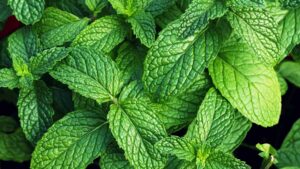 mint leafs, Plants That Repel Termites