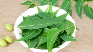 neem, one choice to use Plants That Repel Termites