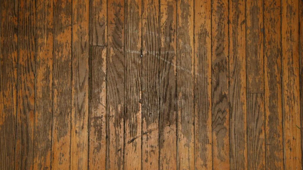 hardwood floor damaged by termites 