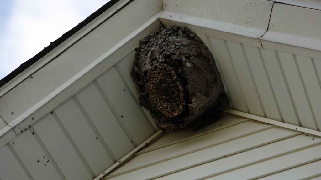 wasp hive on a wall and cealing, how to tell if wasps are in your walls