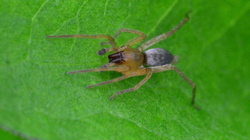 yellow sac spider one of the biting spiders in california