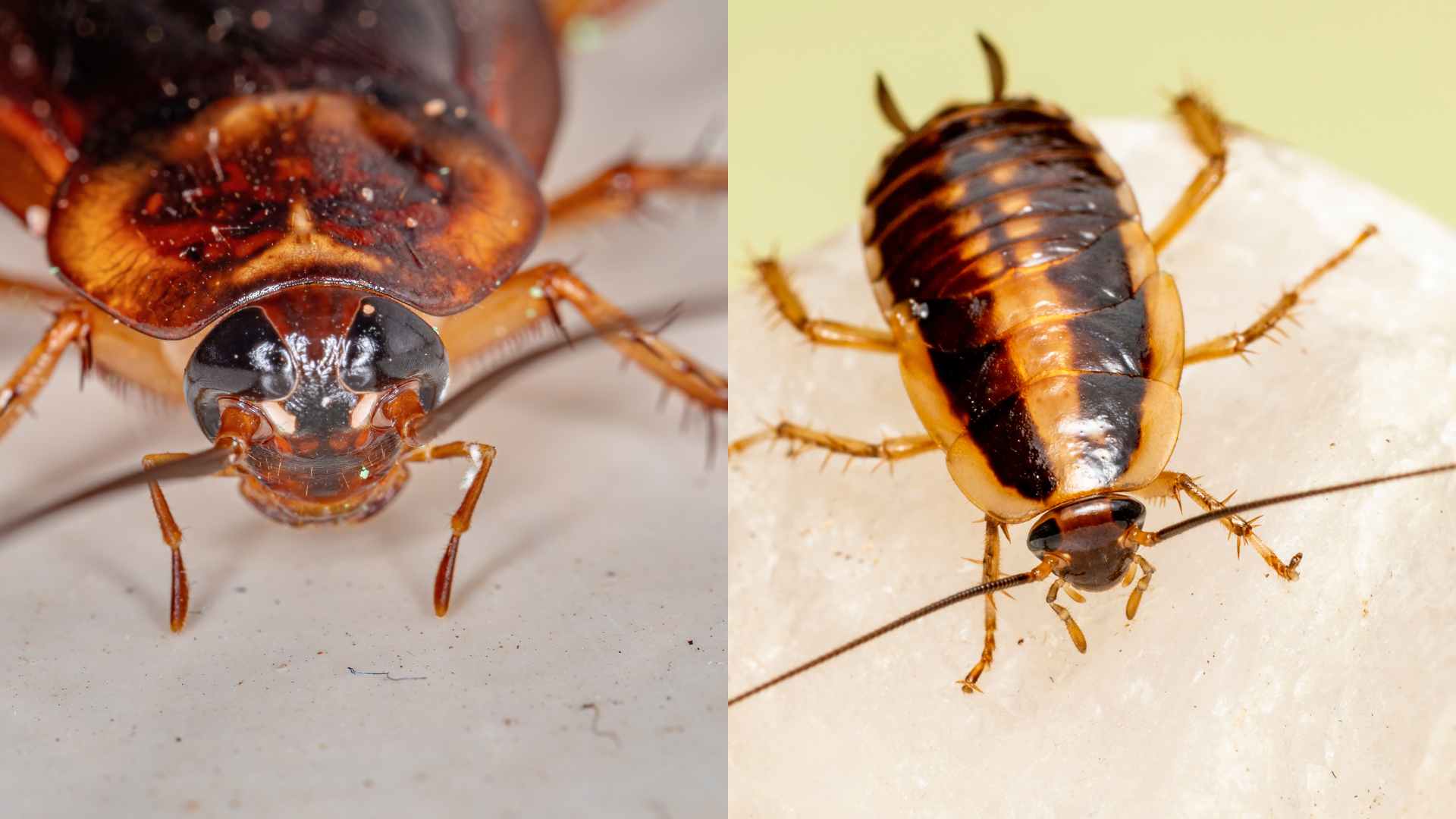 American Roaches vs German Roaches: Which is Tougher?