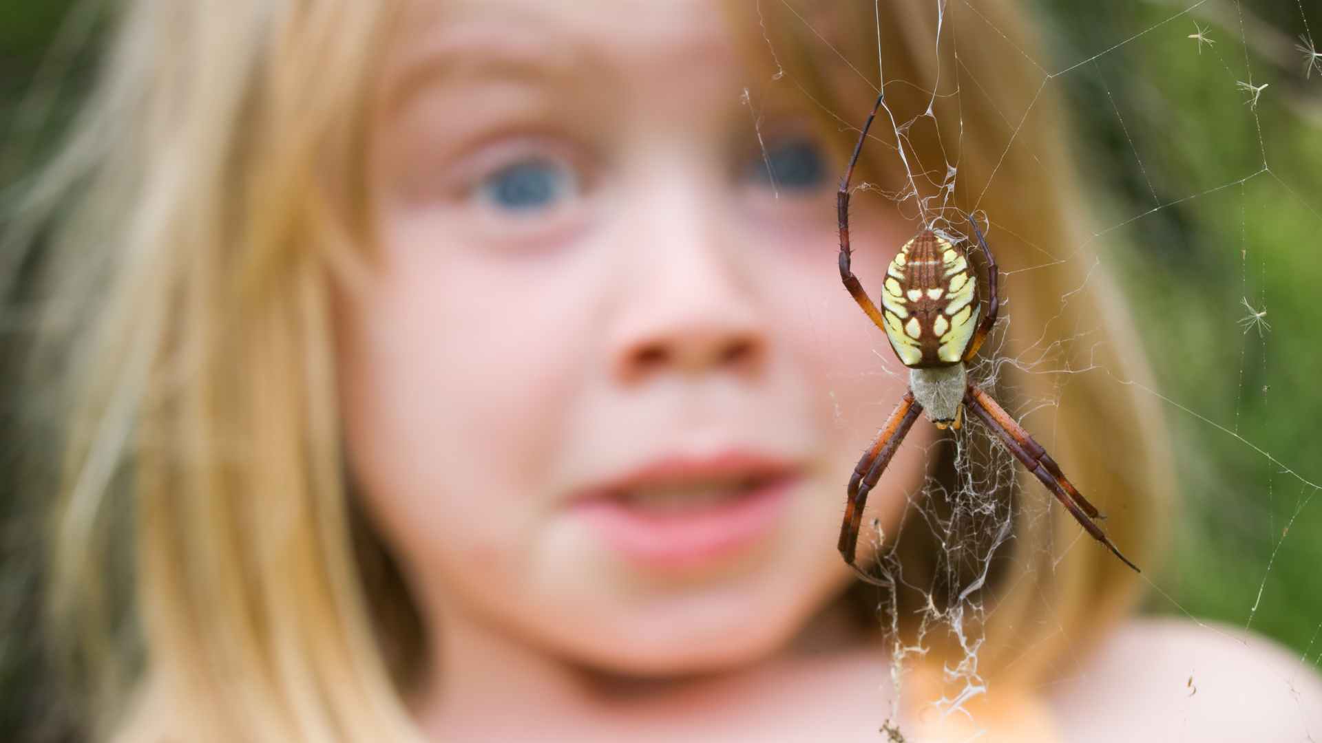 Biting Spiders in California: What You Need to Know