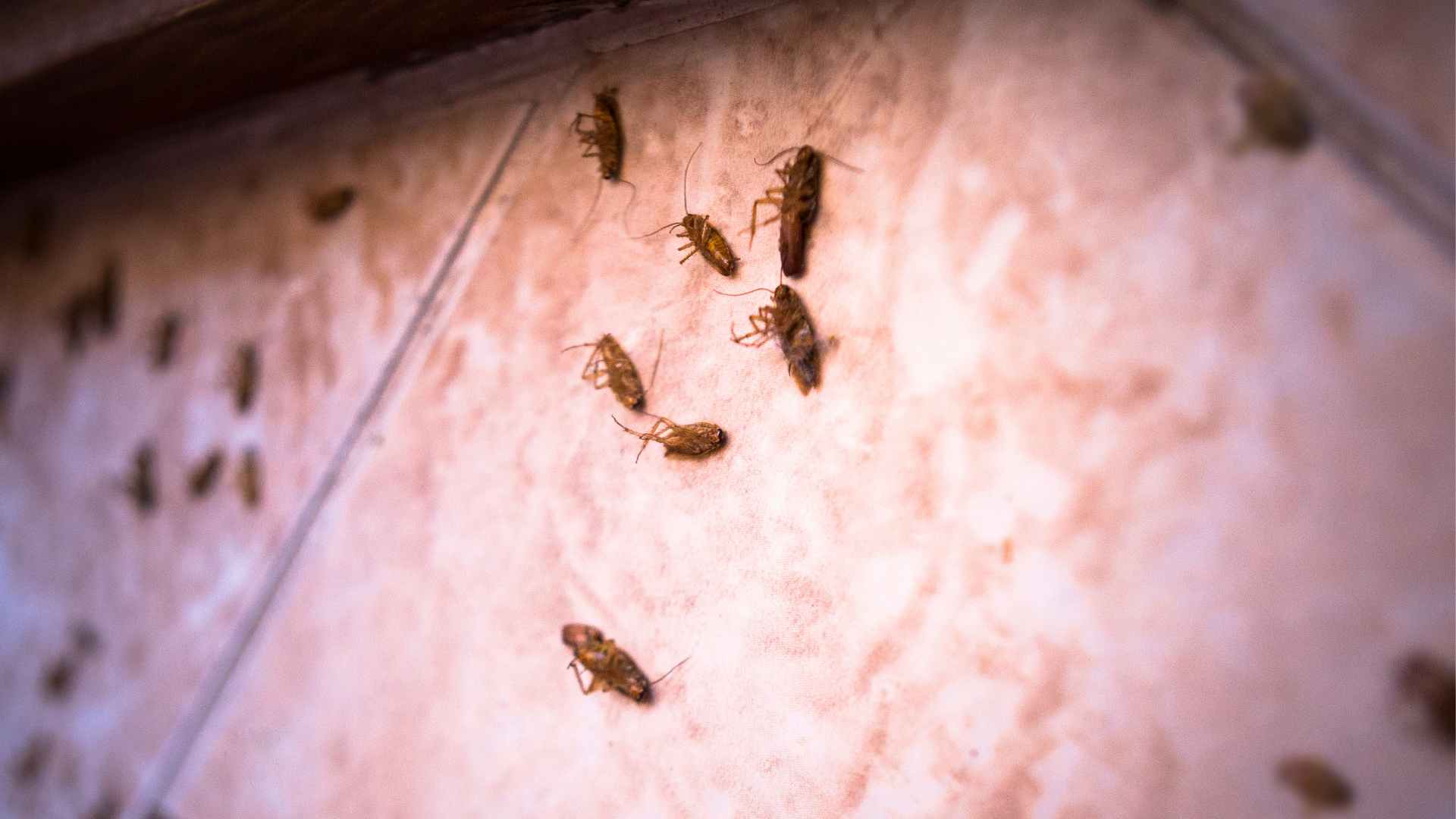 Do Roaches Hate Light? Why the Swift Light Reaction?