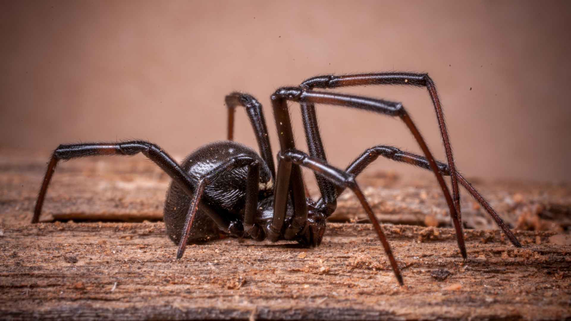 Do Spiders Eat Termites? Here’s What You Need to Know