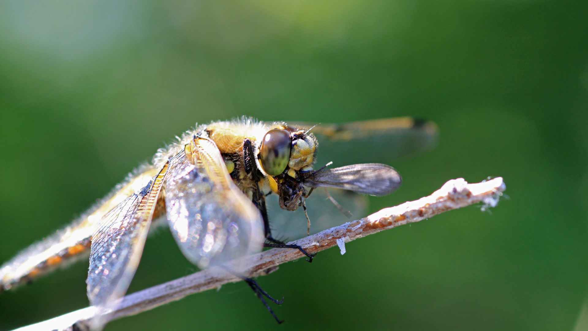 Dragonflies Eat Mosquitoes? A Natural Way to Reduce Pests