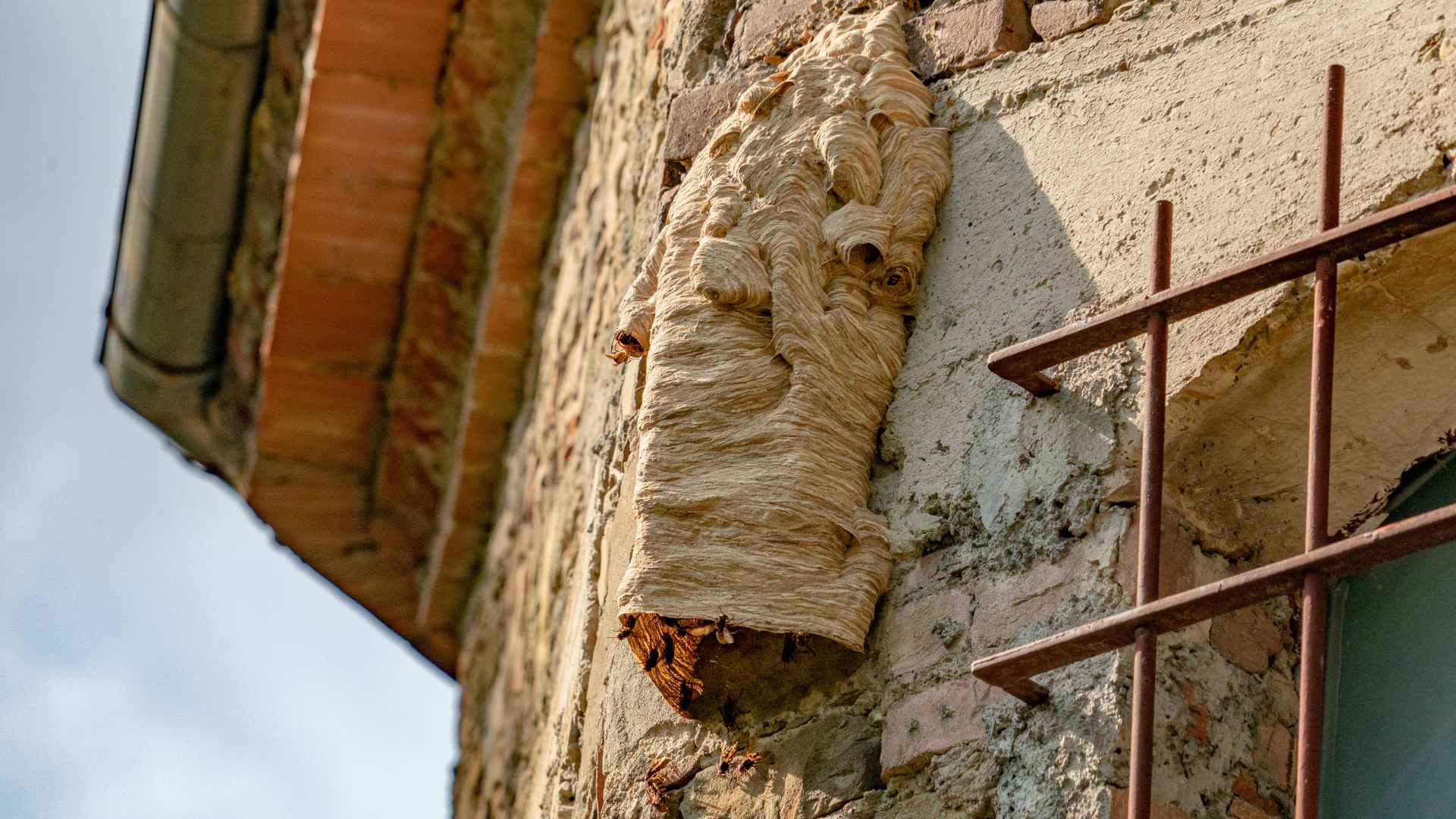 How to Tell If Wasps Are in Your Walls: Detection Methods