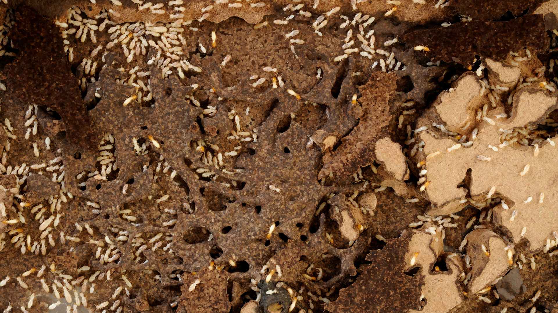 Termite Holes: What They Look Like and How to Spot Them