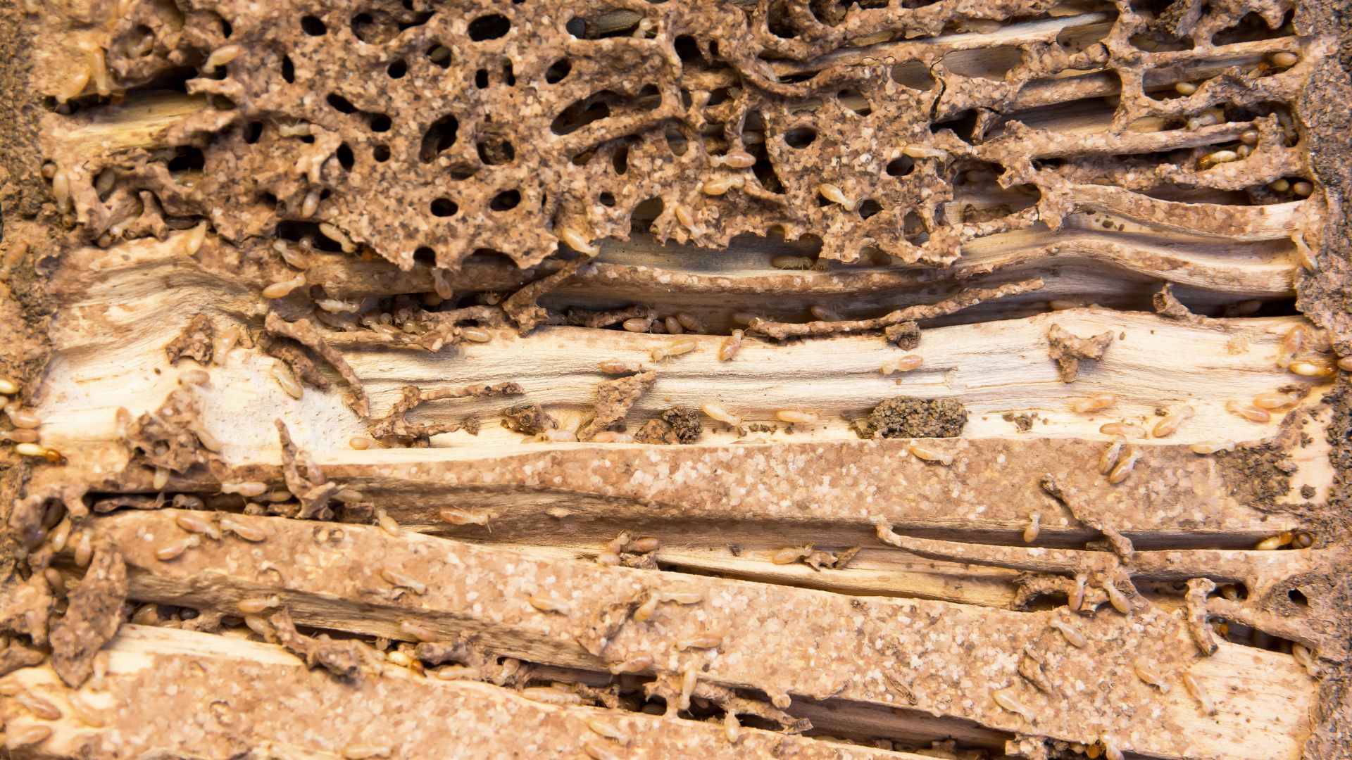 Termites in Hardwood Floors: DIY Fix or Call a Pro?