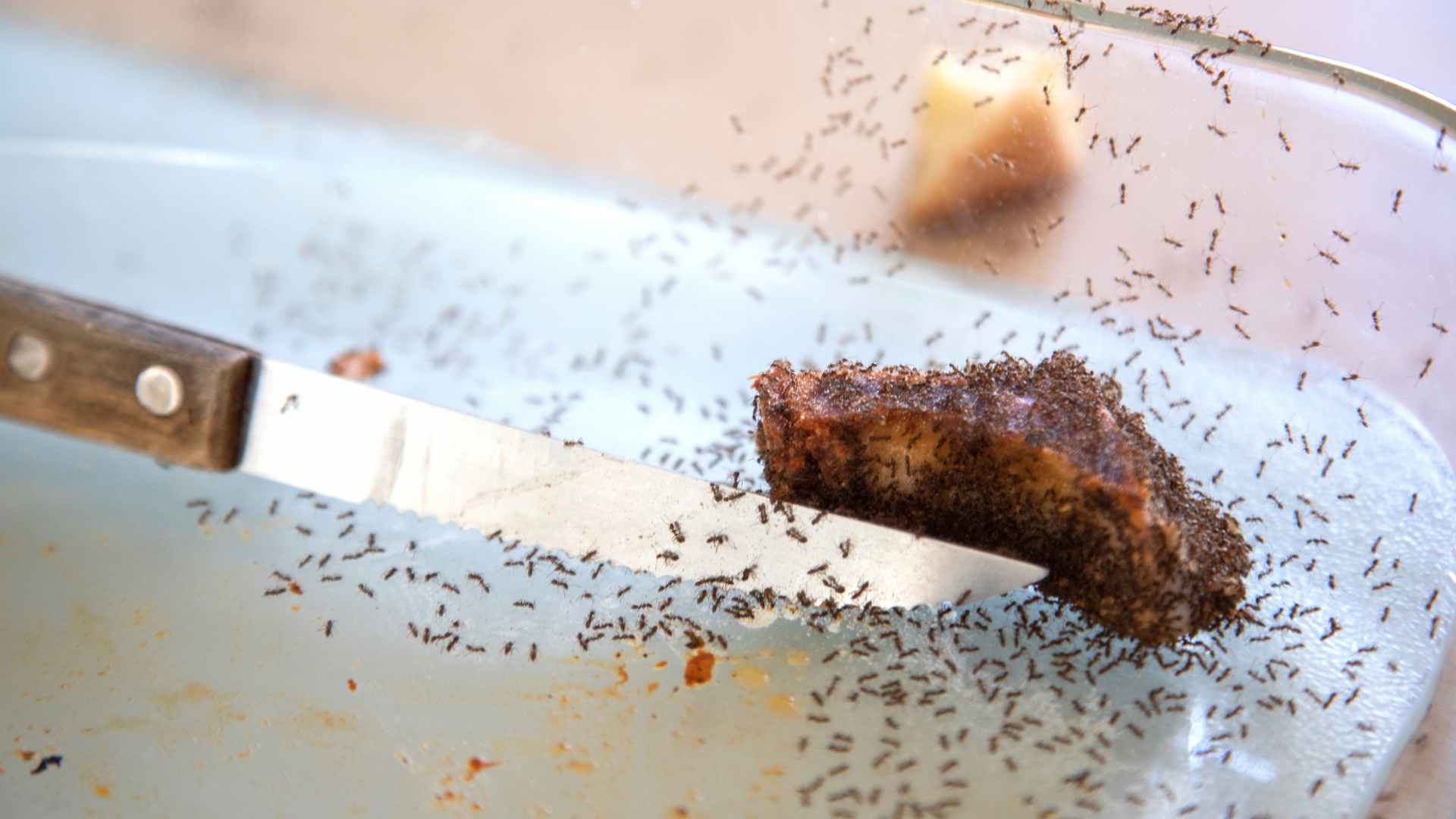 Ant Control Service in Southern California: Get Rid of Ants Today