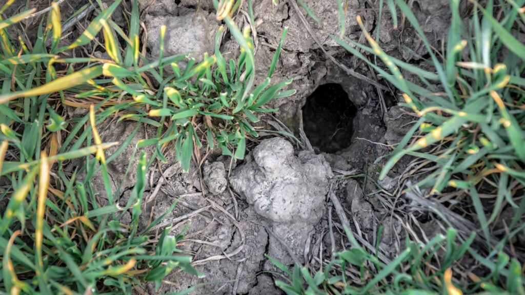 identifying rat holes in your yard