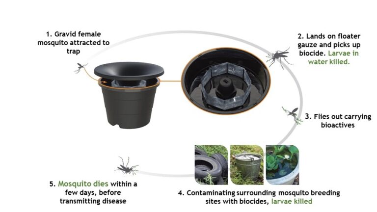 graphic to illustrate how the in2care traps works for mosquito control in our company bellas exterminator in Glendora, CA