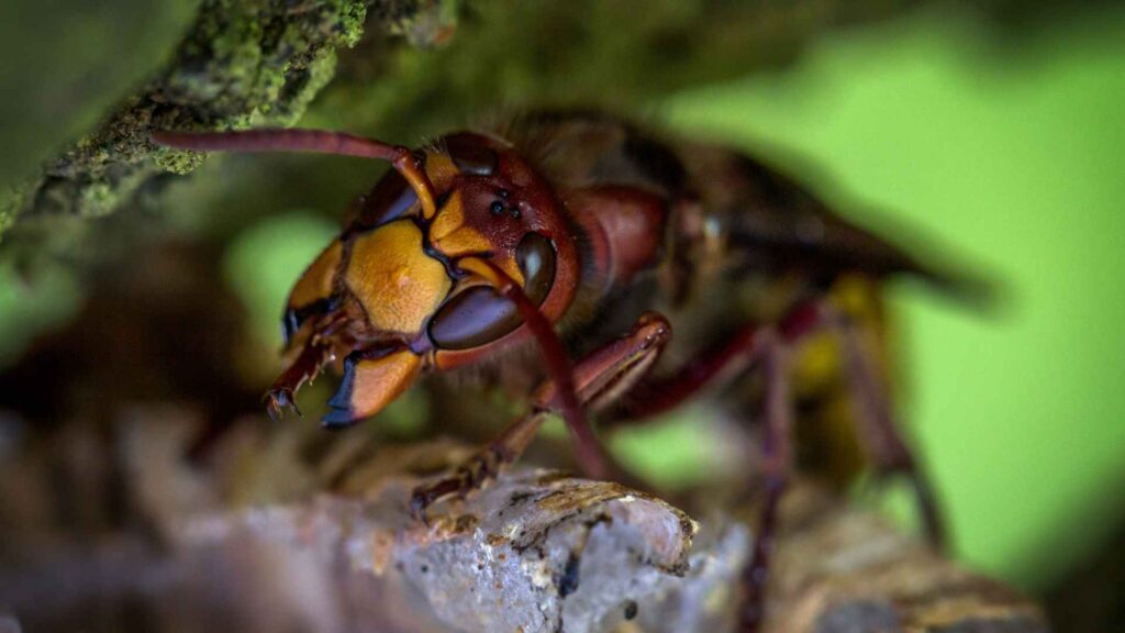 wasp that represents the risk and dangers of an underground wasp nest