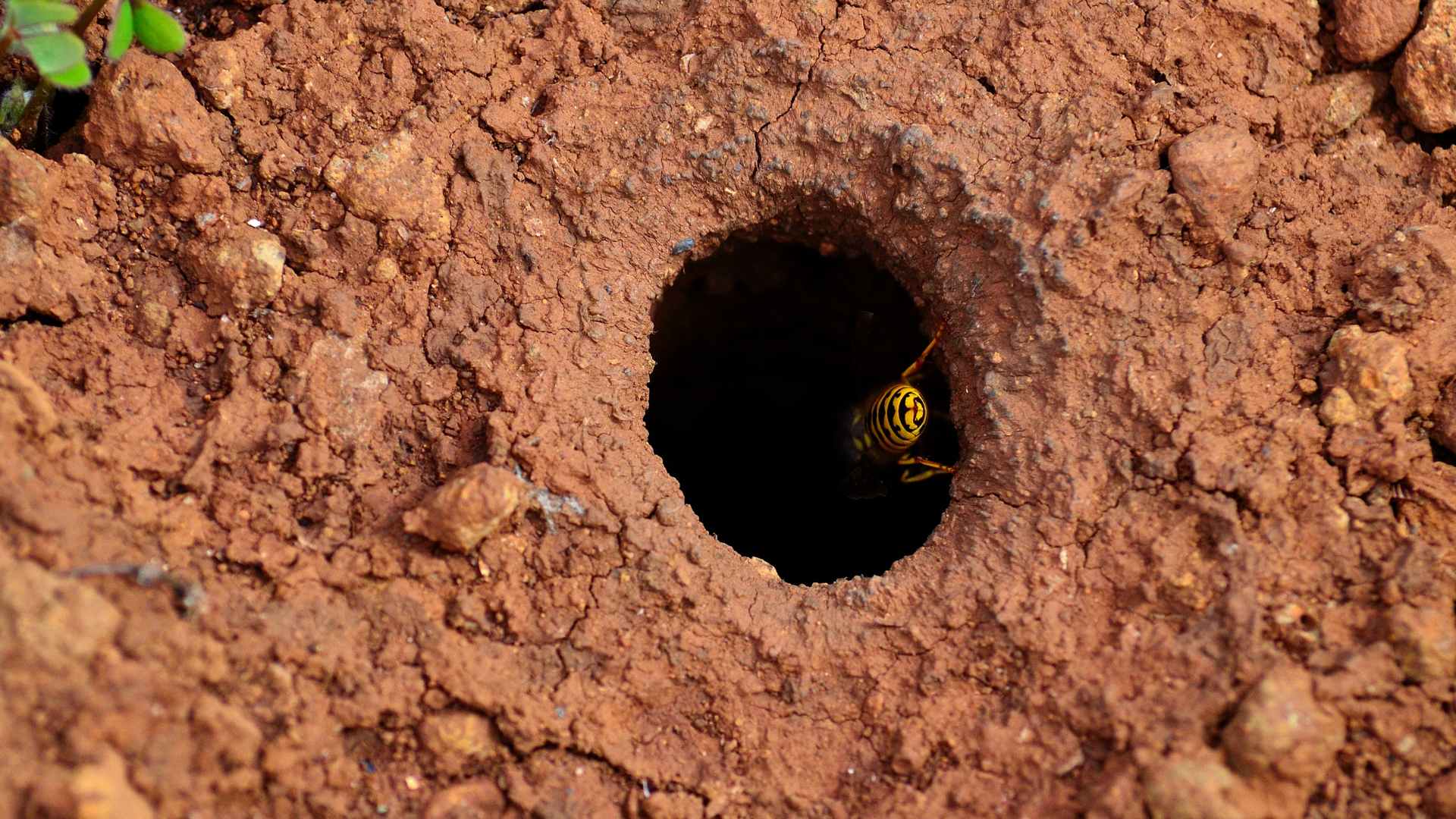 Underground Wasp Nest: How to Spot and Remove Safely