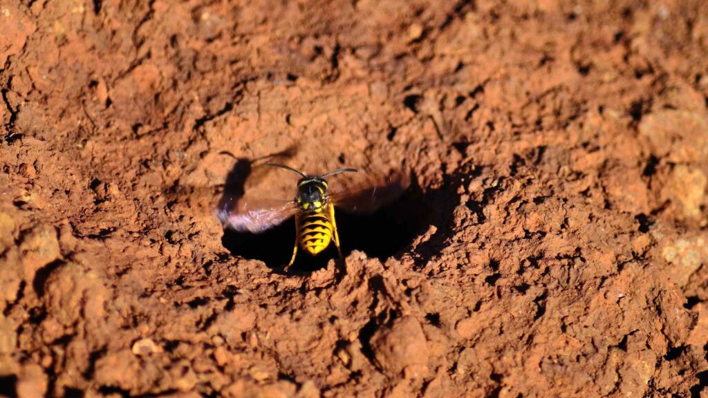 wasp coming out of an undreground wasp nest 