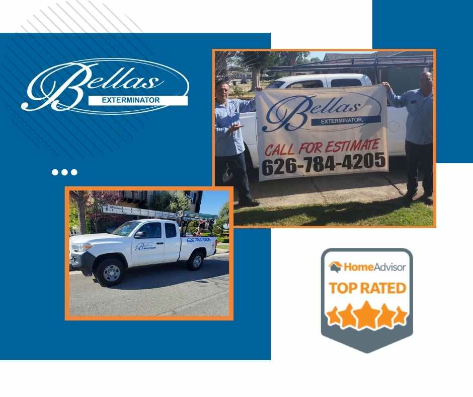this is bellas exterminator, best pest control in glendora and los angeles county.