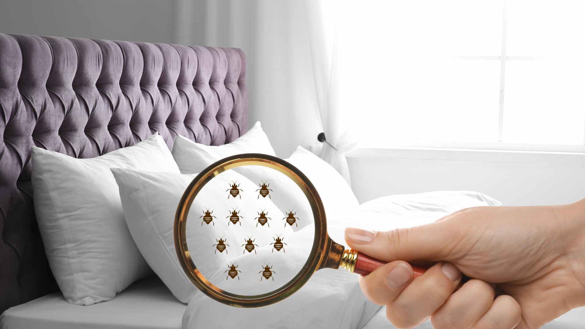 Bed Bugs in Bed: How to Identify and Eliminate Them